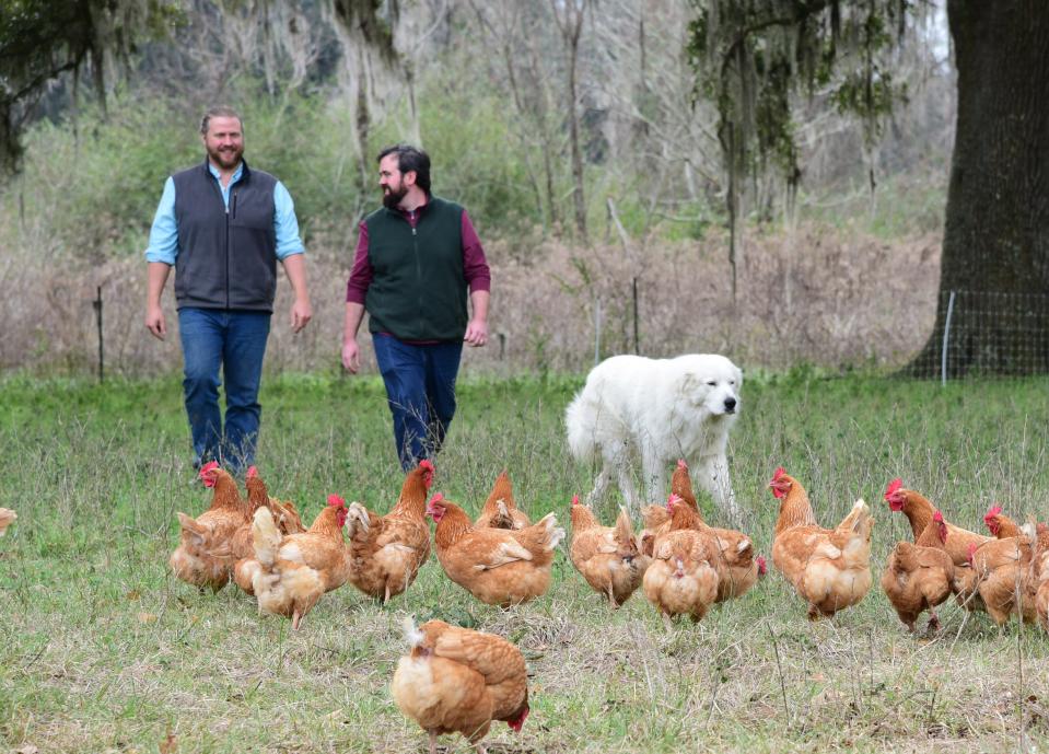 Christian and Drew Schmoe amid their chickens and Great Pyranese at their Schmoe Farm near Quitman, Georgia. The farm will be part of the 15th Annual Farm Tour Oct. 15-16, 2022.