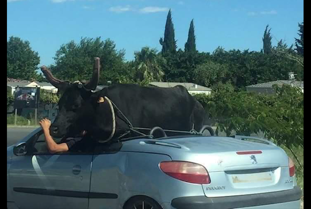 Prochaine étape, la Twingo ? (crédit Twitter @MVBDiavoletto)