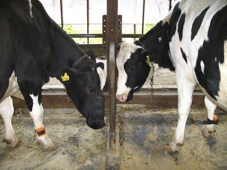 Cows are seen wearing Fujitsu's Gyuho, or 'cow step', pedometer anklet, which tracks their fertility window by counting their steps, at a farm on the southern Japanese island of Kyushu, in this undated handout photo provided by Fujitsu Ltd. REUTERS/Fujitsu Ltd./Handout via Reuters