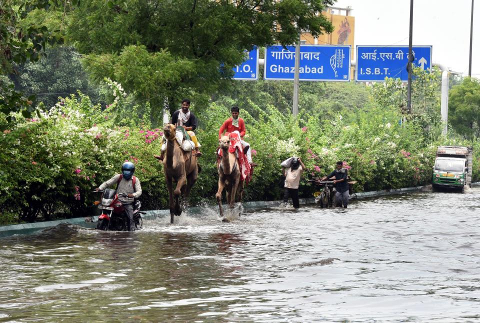 A couple of camels seen along the water logged Ring Road after an early morning heavy rain spell, on July 19, 2020 in New Delhi, India. Moderate-to-heavy rain lashed several states in northern, eastern and coastal India on Sunday, but the monsoon activity continued to remain subdued in Delhi, which has recorded a 40 per cent rainfall deficiency despite an early onset of the seasonal weather system. (Photo By Sonu Mehta/Hindustan Times via Getty Images)