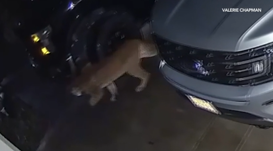 Mountain lion seen prowling streets in Southern California