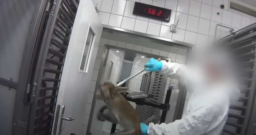 猴子被金屬鉗夾住喉嚨奮力掙扎！（圖／擷取自YouTube Cruelty Free International）