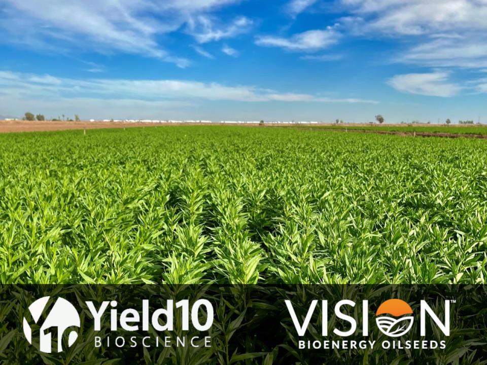 Herbicide tolerant Camelina is intended to empower farmers to capitalize on the growing biofuel market while advancing the decarbonization goals of aviation, maritime and heavy-duty transport industries.