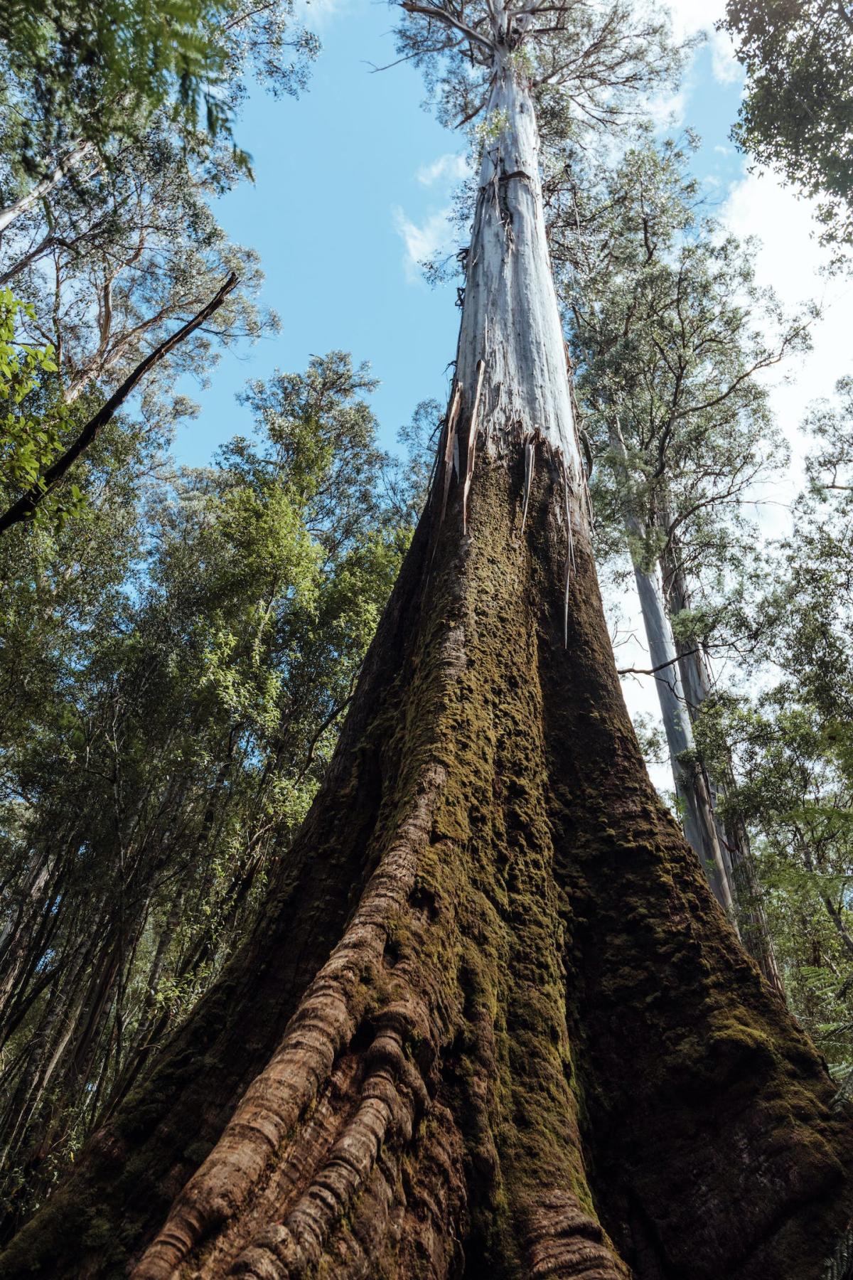 The Majestic Giant: Unveiling the Secrets of Western Australia's 75-Meter Big Tree