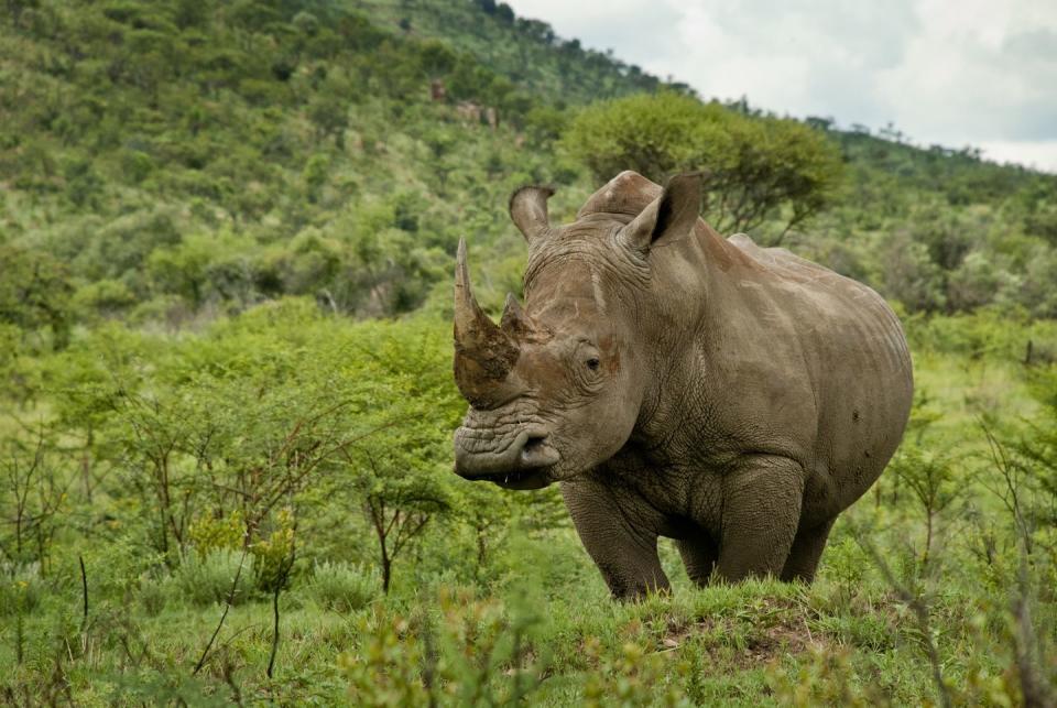 White Rhino