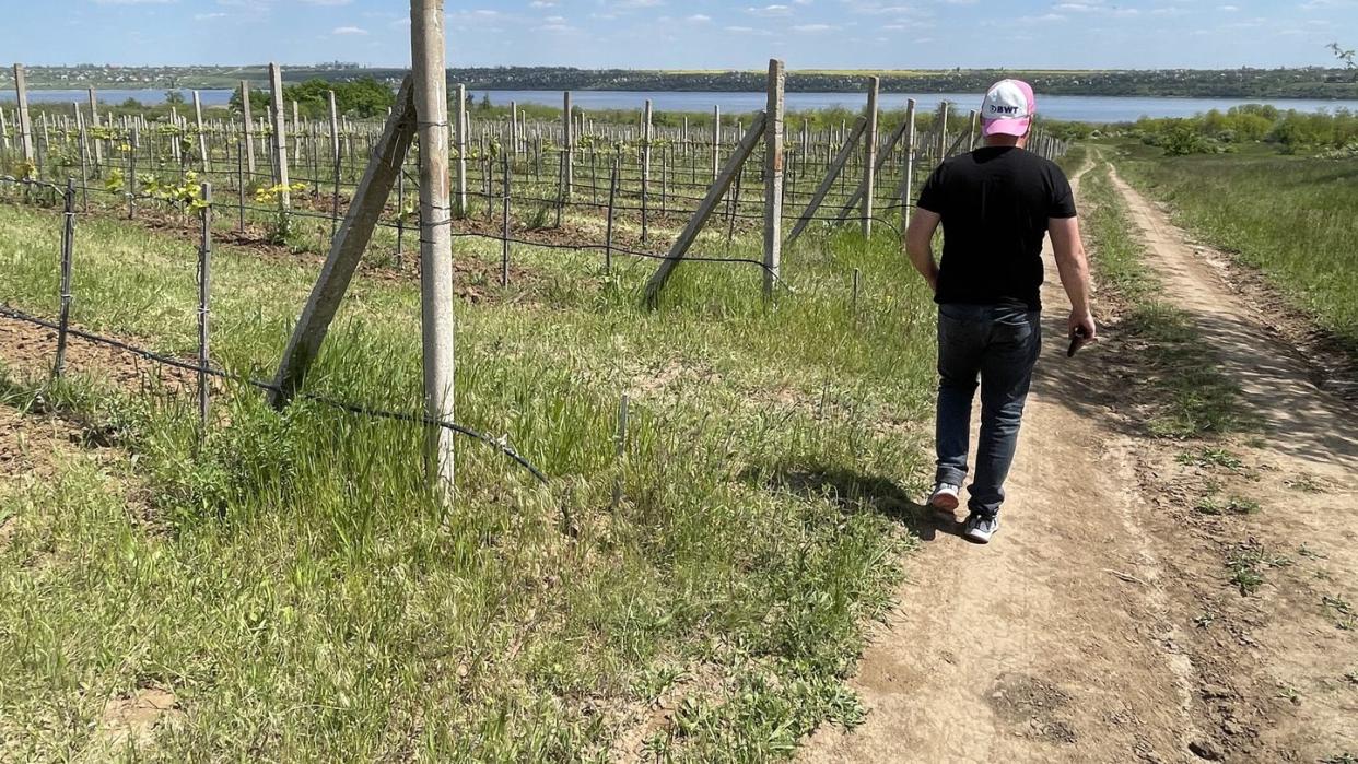 ukraine vineyard