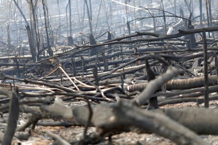 Charred trunks are seen on a tract of Amazon jungle that was recently burned by loggers and farmers in Porto Velho