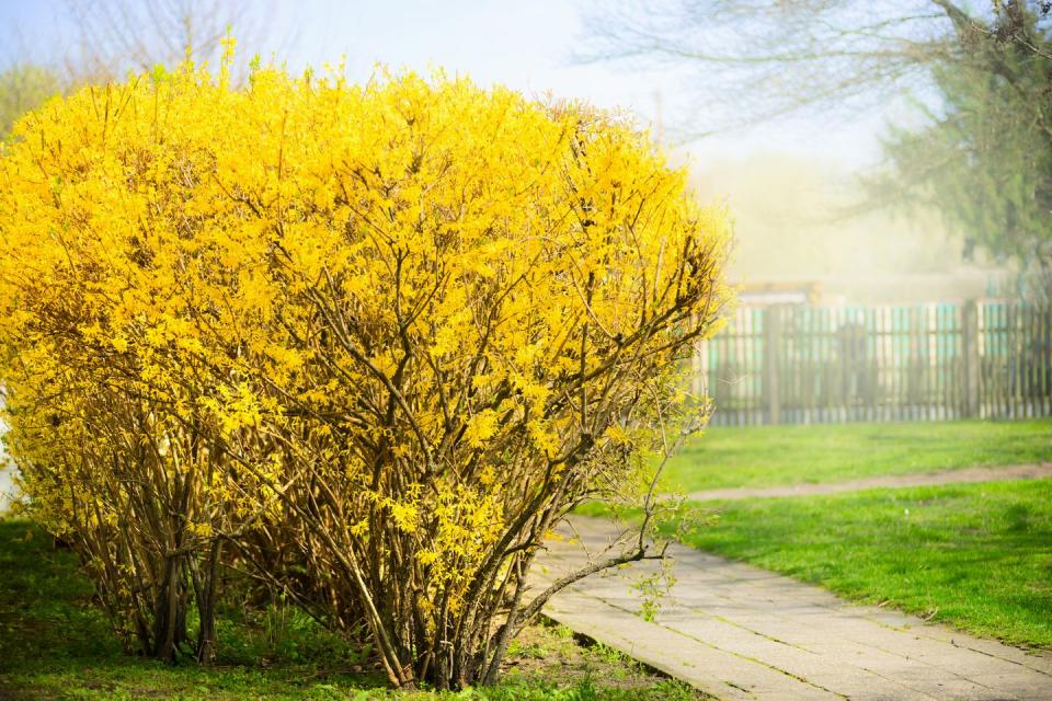 best privacy trees forsythia