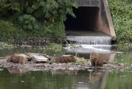 Capybaras gather near a sewage canal that flows into the Pinheiros River in Sao Paulo, Brazil, Thursday, Oct. 22, 2020. Affected by domestic sewage and solid wastes discharges for years, Sao Paulo's state government is again trying to clean the Pinheiros River, considered one of the most polluted in Brazil. (AP Photo/Andre Penner)