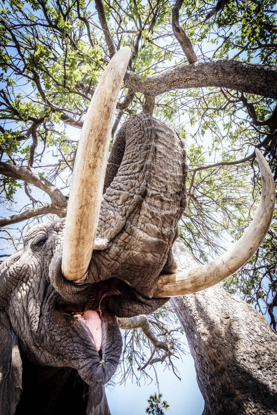 <p>An elephant in the Okavango Delta. (Bobby-Jo Clow/Caters News Agency) </p>