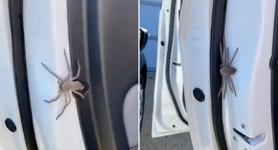 A huge spider was found crawling along a car door. Source: Instagram/@shitadelaide