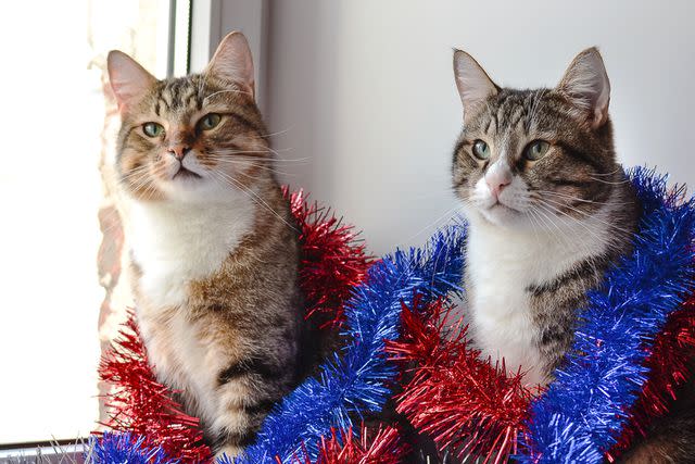 <p>Getty</p> Cats wrapped in Christmas garland.