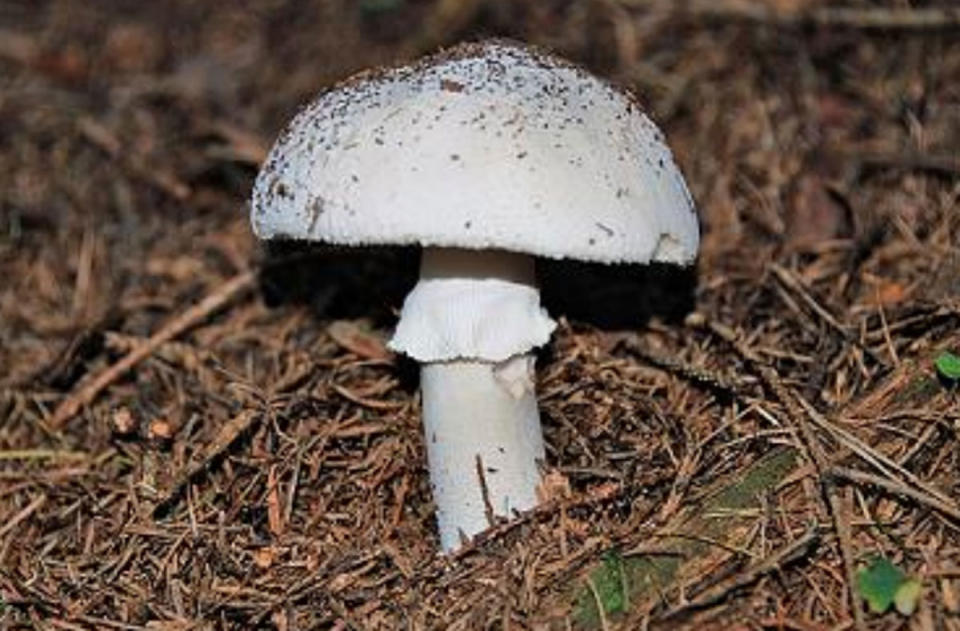 Pictured is a mushroom, in a garden amongst the twigs.