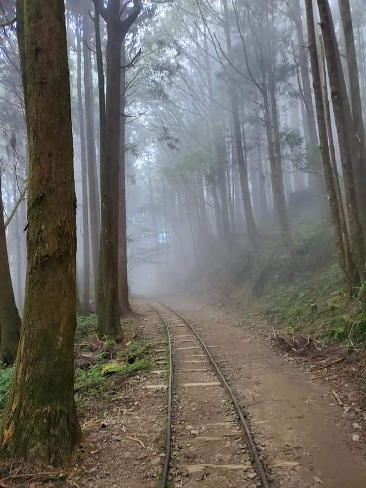 特富野古道沿途林木茂密、古木參天。 （中華旅行社提供）