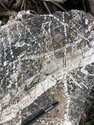 Unidirectional solidification textures (USTs) in the Missing Link Monzogranite overprinted by gold bearing stockwork quartz veins on the Malmsbury project