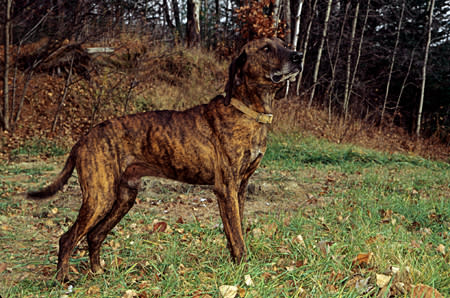 North Carolina: Plott Hound (1989)