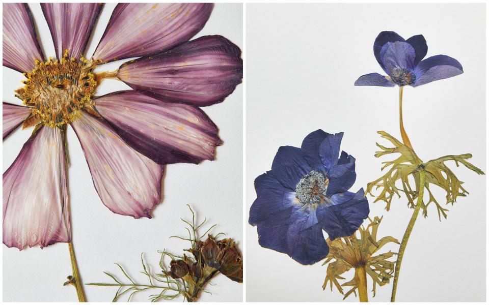 A light-pink cosmo and purple anemone make for magical prints - Helen Cathcart