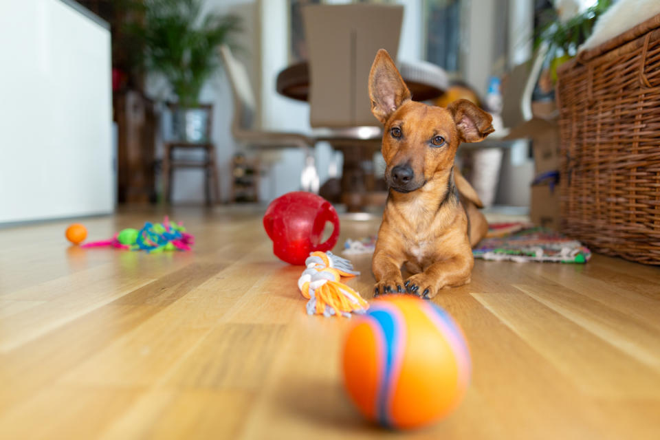 Your pup will love these fun and useful dog products from Amazon