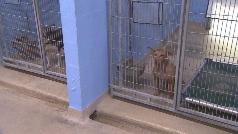 The shelter is currently caring for more than 500 animals.