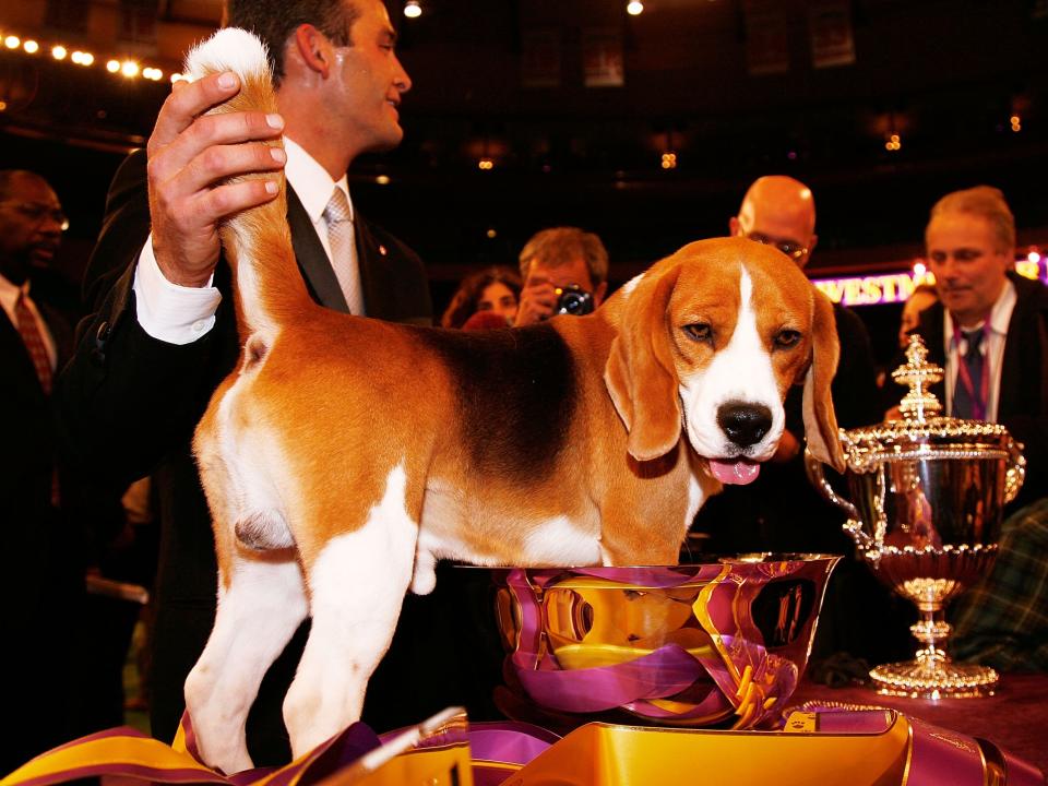 westminster winner 2008