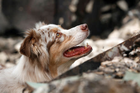 A cadaver dog named I.C. searches for human remains in a house destroyed by the Camp Fire in Paradise, California, U.S., November 14, 2018. REUTERS/Terray Sylvester