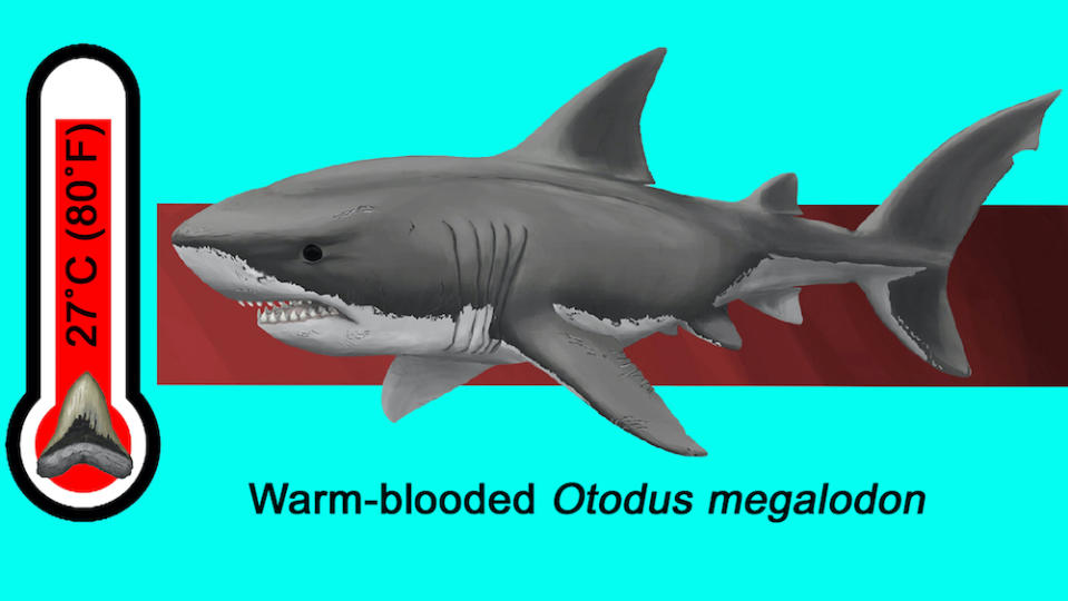 An illustration of megalodon and its body temperature.