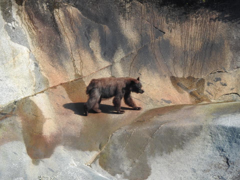 A black bear that is actually brown in color on a rock at the Tracy Arm Fjord in southeastern Alaska.