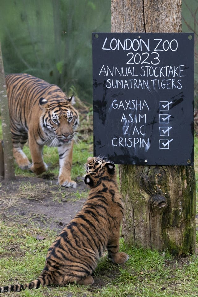 Sumatran tigers take an interest in the figures during the annual stocktake