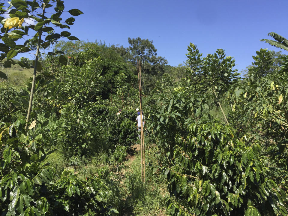 This photo provided by researchers shows a coffee farm in Las Brisas, Coto Brus, Costa Rica, where mist nets are used to capture and tag birds as a part of a part of a study to understand the long-term effects of alternative farming practices on wildlife populations. (J. Nicholas Hendershot via AP)