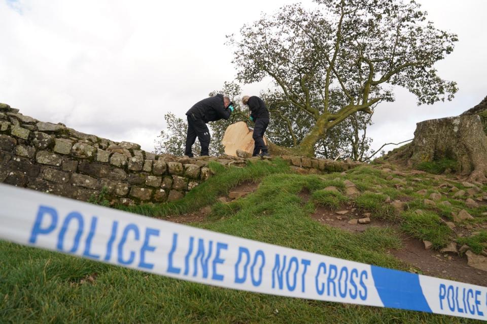 Northumbria Police forensic investigators examine the felled tree (PA)