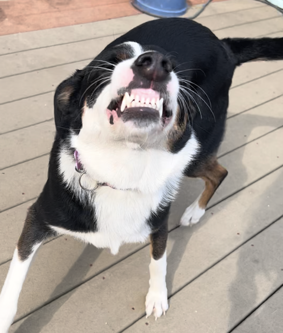 Dog with mouth open, showing teeth, looking up