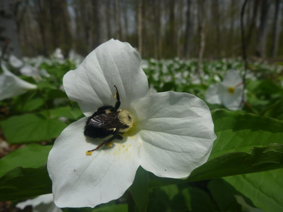 A common eastern bumblebee colleting pollen from a trillium flower. 