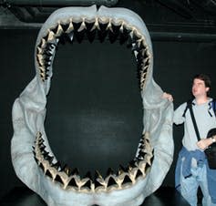 man stands beside large fossilised jaw