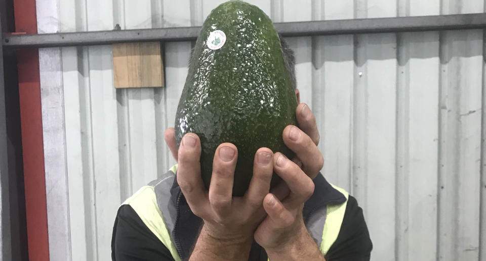 Cameron Perna, fruit and vegetable manager at IGA Doubleview demonstrates the size of the large ‘Avozilla’ avocado. Source: Cameron Perna