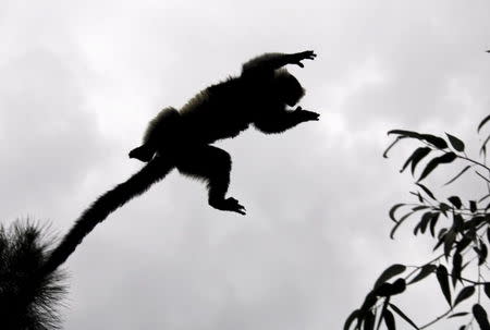 A Coquerel's Sifaka lemur leaps between trees inside the Lemurs Park, a private eco-tourism enterprise which hosts 9 of 49 known lemur species, near Antananarivo, Madagascar in this December 5, 2006 file photo. REUTERS/Radu Sigheti/Files