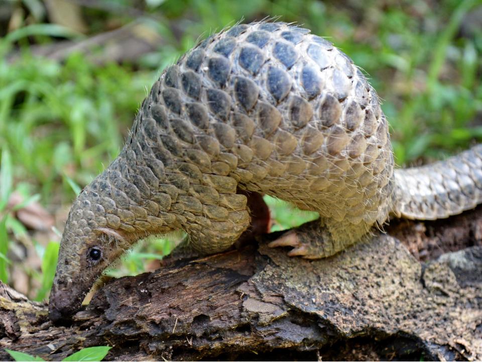 Pangolins in China are under threat due to the illegal trade in their meat and scales: Roslan RahmanAFP/Getty Images