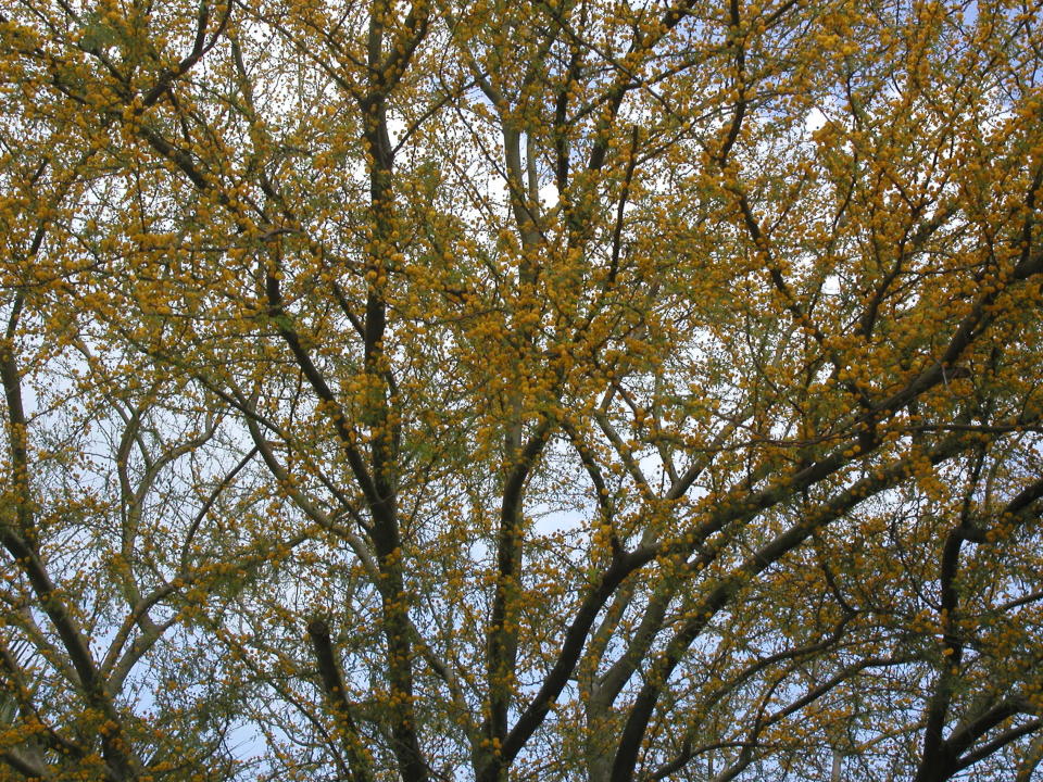 Sweet acacia is a small tree that is very fragrant and produces small yellow pom-pom flowers.