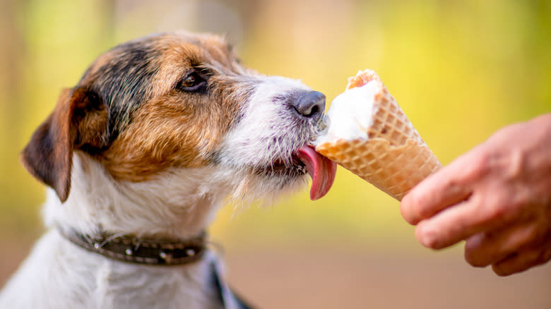 Dog licking ice cream cone