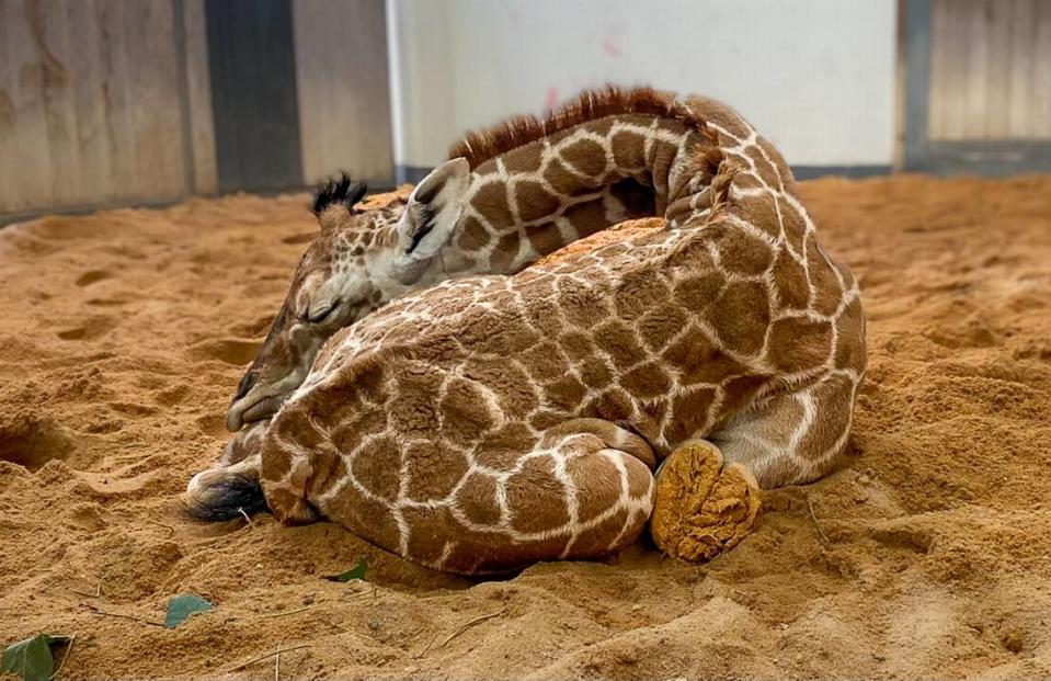 The North Carolina Zoo’s 13-year-old giraffe Leia gave birth to her calf — already about six feet tall — on Saturday, May 20, 2023. The giraffe has not been named yet.