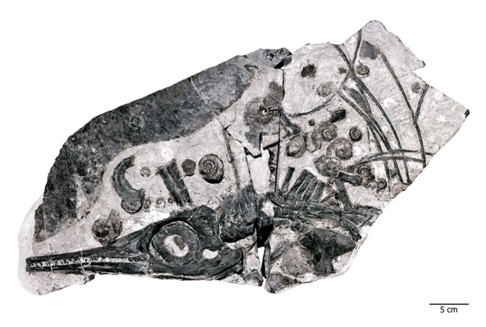 Ichthyosaur fossil surrounded by the shells of ammonites, the food source that possibly fueled their growth to huge (Photo by Georg Oleschinski, courtesy of the University of Bonn, Germany)