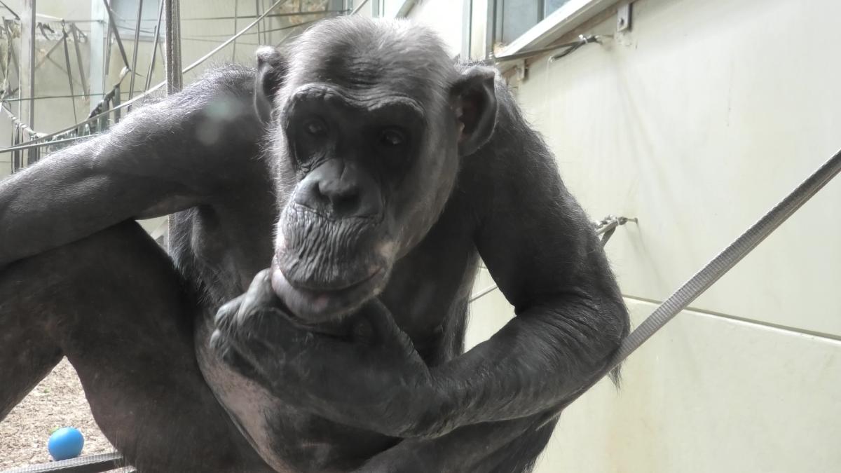 Chimpanzee sees his reflection, makes hilarious faces for the camera