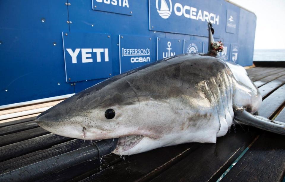 Penny, a 522-pound juvenile white shark, seen her aboard OCEARCH's research vessel when she was tagged on April 23, 2023 off the North Carolina coast.