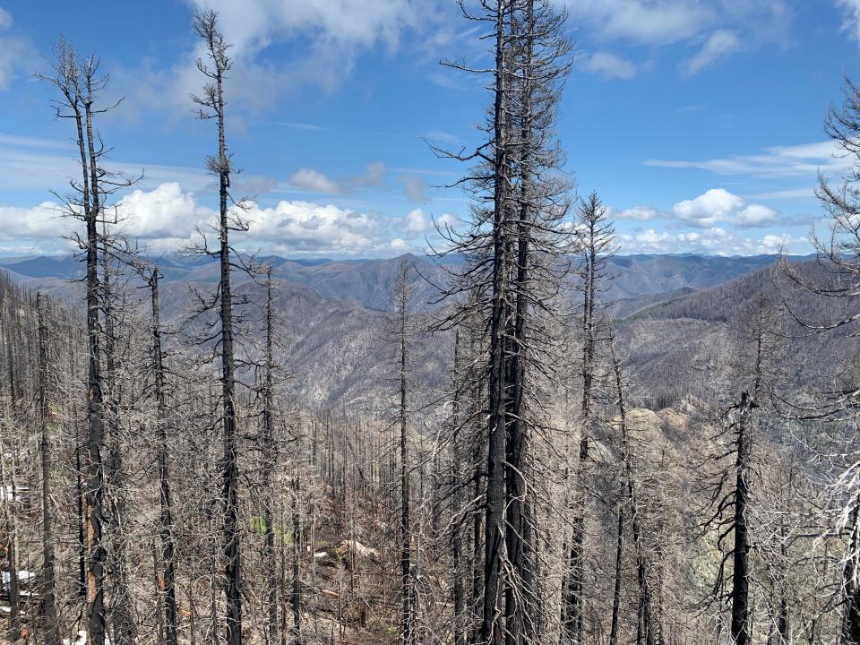 El sendero Rocky Top en el bosque estatal de Santiam muestra un paisaje casi dos años después de que el incendio de Beachie Creek arrasara. Los excursionistas pueden ver bosques quemados y rebrotes, como flores silvestres, junto con vistas de las cimas de Cascade Range en la distancia.