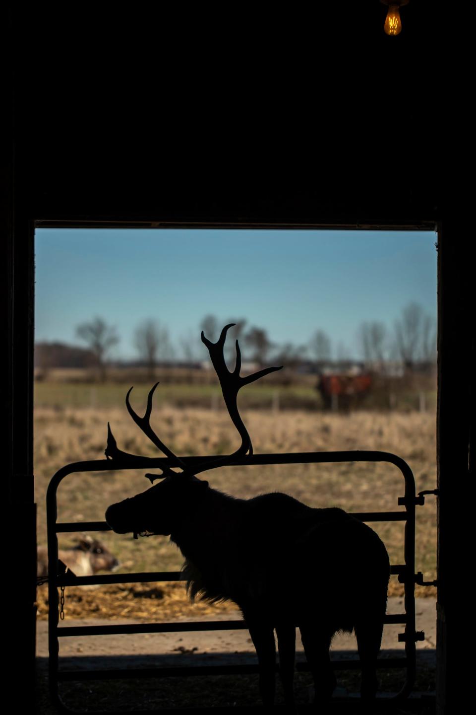 A reindeer stands in the barn at Grandpa Tiny's Farm in Frankenmuth, Mich. on November 19, 2023. The male reindeer, named Blue, shed one of his antlers that morning. The farm has four live reindeer.