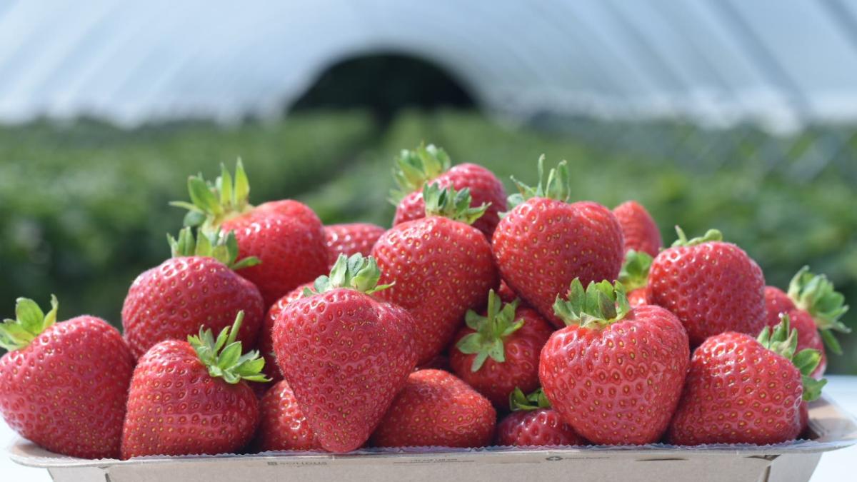 Better weather ensures plenty of strawberries for sale