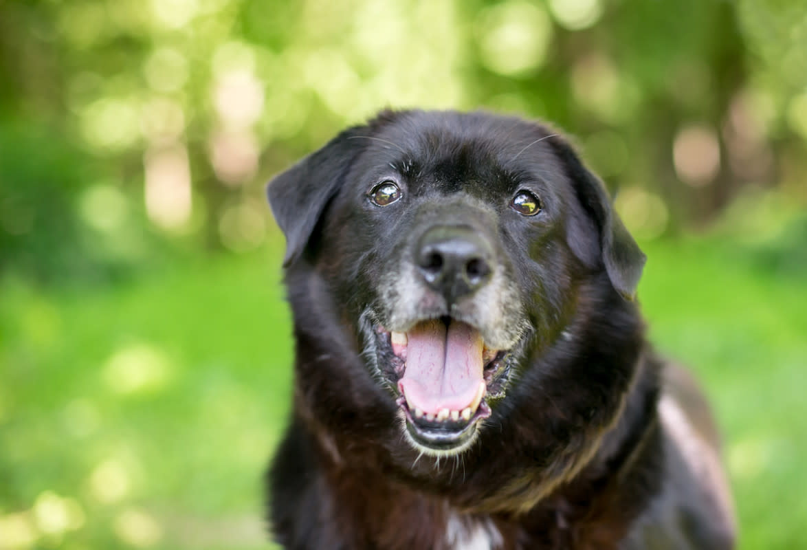 Senior dogs can be trained. <p>Shutterstock/Mary Swift</p>