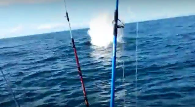 The killer whales chase the dolphin through the New Zealand waters. Photo: YouTube