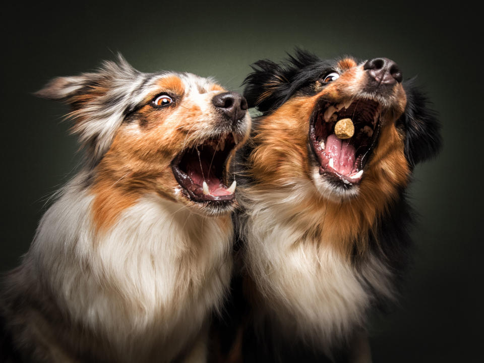 Australian Shepherds