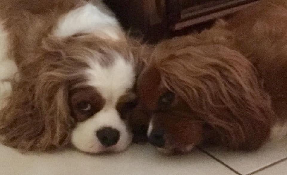 Photo shows cavalier best friends Toby (left) and Jaxon (right). They have both died. 