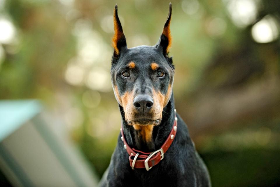 Medium shot portrait of a Doberman Pinscher wearing a red collar